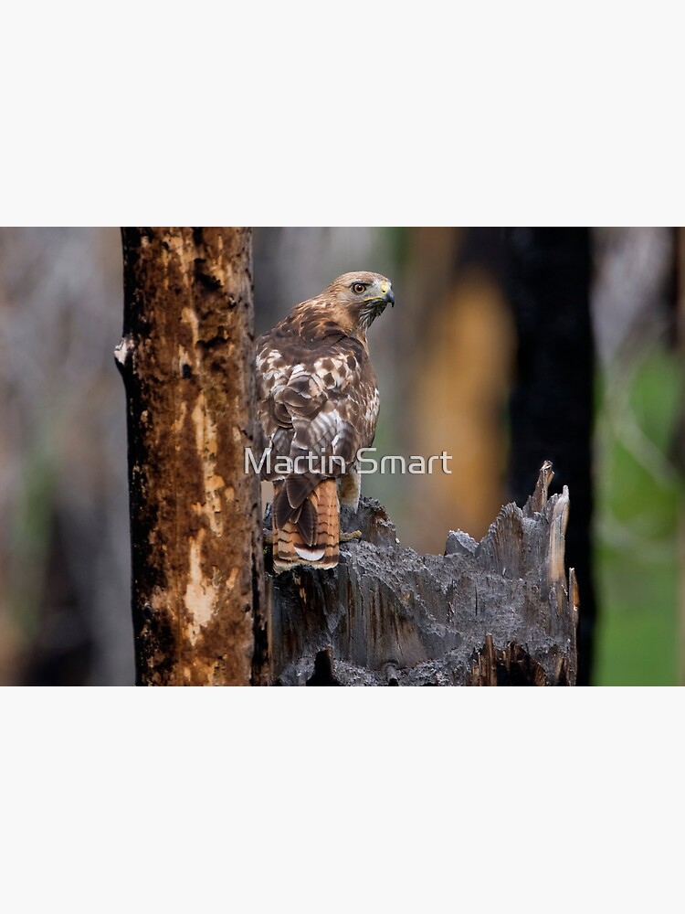 Red-tailed Hawk by MartinSmart