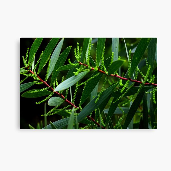 Acacia sophorae Canvas Print