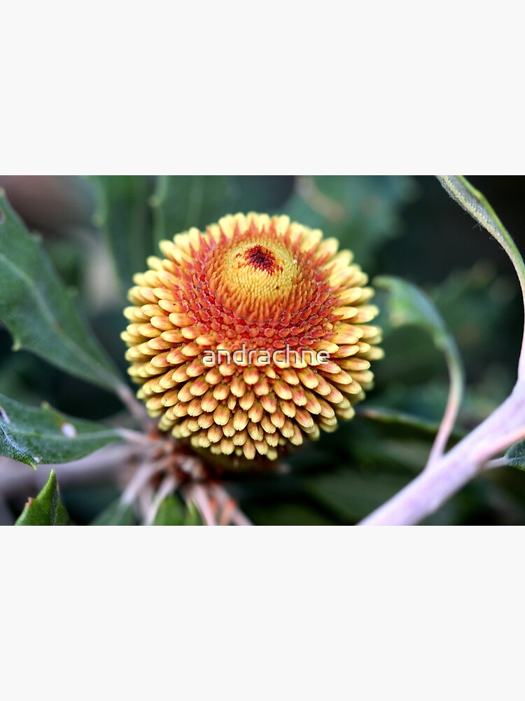 Banksia epica by andrachne