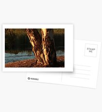 Glowing tree trunk Postcards