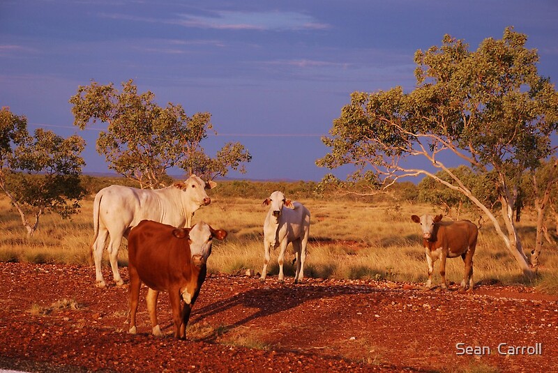 wild republic cow