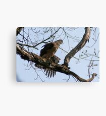 COOPER'S HAWK Metal Print