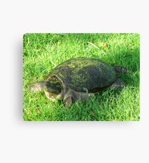 Snapper Canvas Print