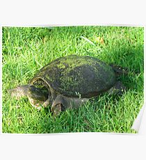 Snapper Poster