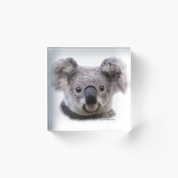 Krissy koala - wild and free Acrylic Block