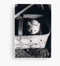 Basket Full of Charlemagne Canvas Print