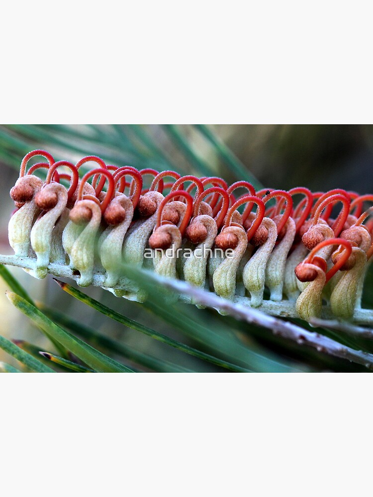 Grevillea baxteri by andrachne
