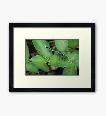 Insect Couple Framed Print