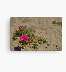 Pink Wildflowers in the Sand Leinwanddruck