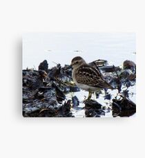 Baby Sandpiper Leinwanddruck