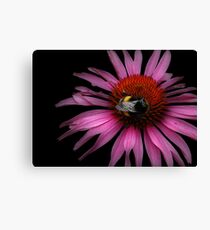 Bumble Canvas Print