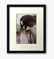 Feeding Time Framed Print