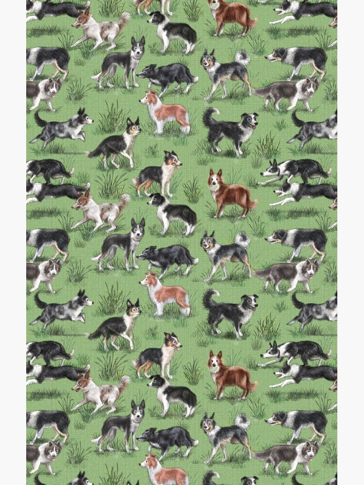 The Border Collie by elspethrose