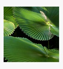 Radial Charm (Licuala Cordata Palm, FNQ) Fotodruck
