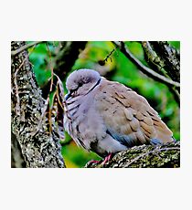 The reflecting bird Photographic Print