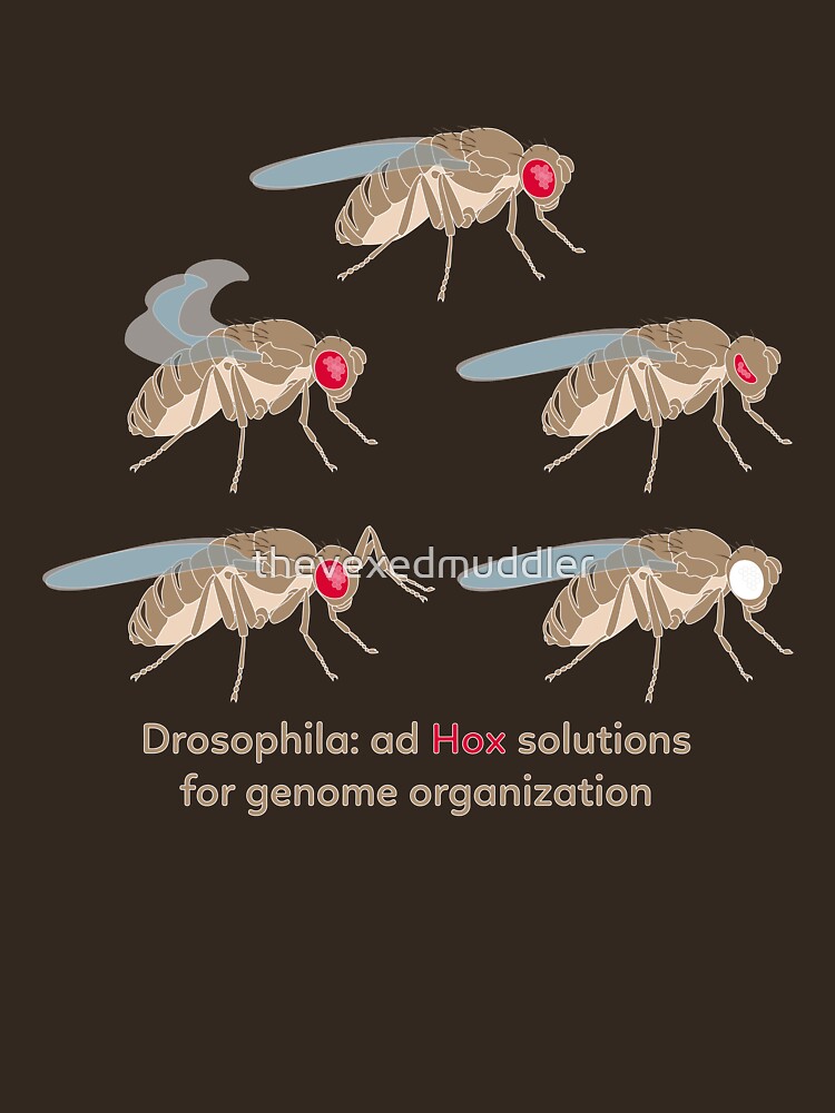 Drosophila Mutations: Ad Hox Solutions for Genome Organization by thevexedmuddler