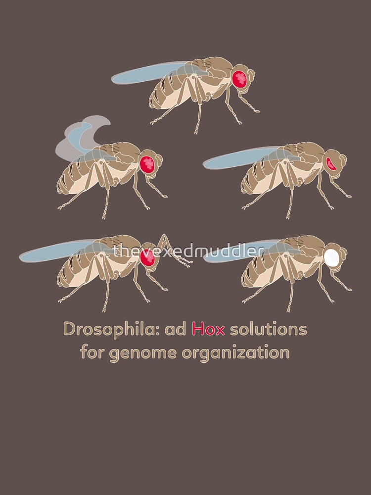 Drosophila Mutations: Ad Hox Solutions for Genome Organization by thevexedmuddler