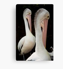 Pelicans Canvas Print