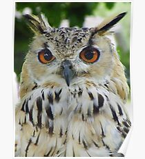 Bengal Eagle Owl Poster