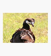 Curiousity-Duck Style Photographic Print