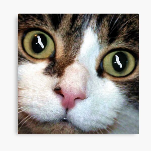 Cats Eyes Canvas Print