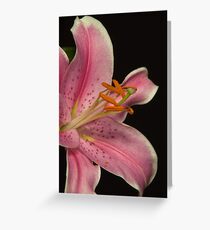 Pink lilly - very close up Greeting Card