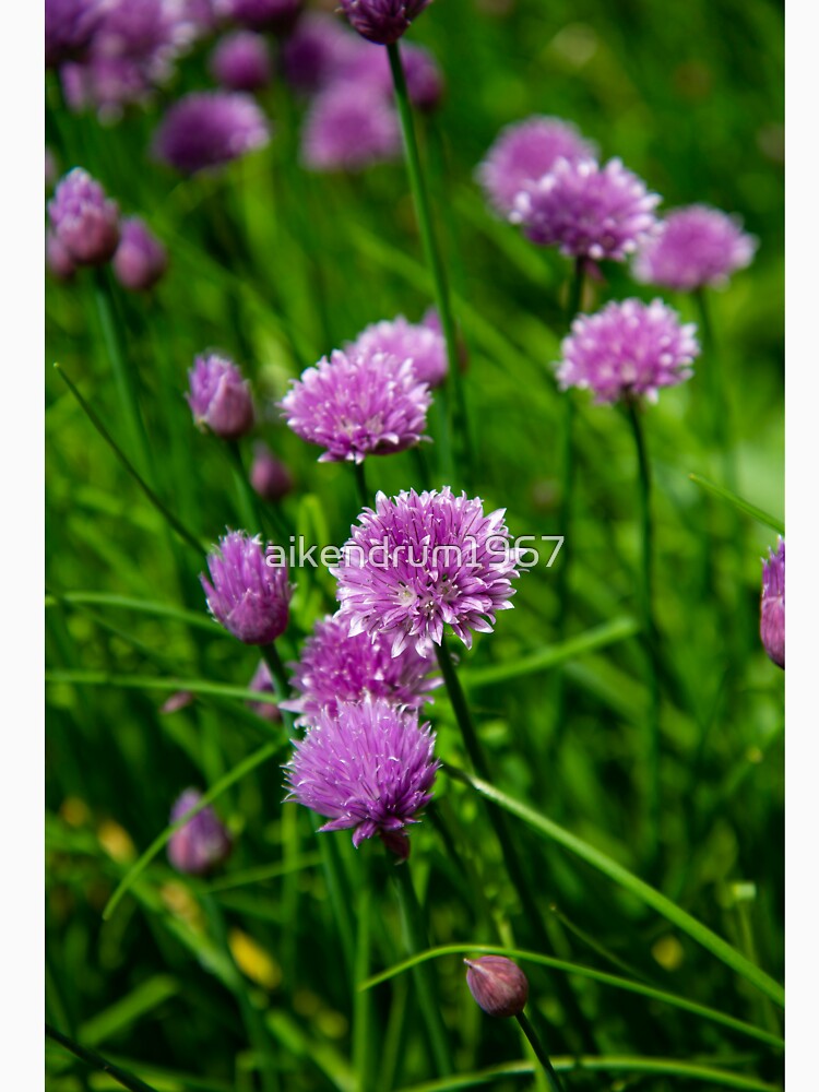 chive flowers in the evening light by aikendrum1967