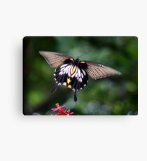 Fly away Canvas Print