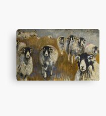 Stomping Swaledales Canvas Print