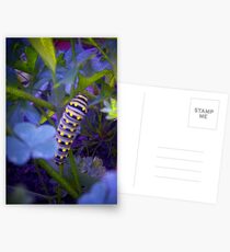 Blue Caterpillar Postcards