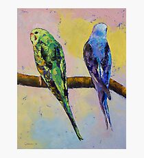 Green and Violet Budgies Photographic Print