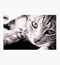 Companion Photographic Print
