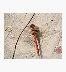 Dragon fly Photographic Print