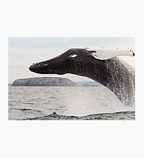 Humpback Whale Photographic Print