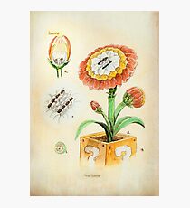 Fire Flower Botanical Illustration Photographic Print