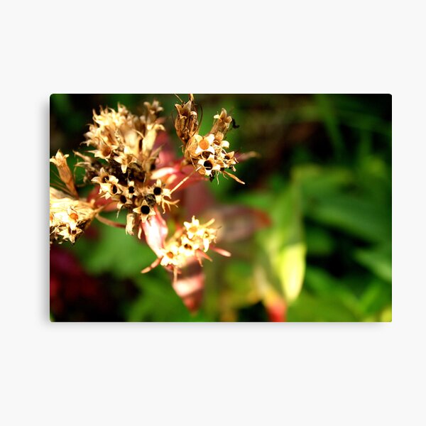 Sweet William seeds Canvas Print
