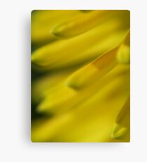 Yellow Bloom Canvas Print