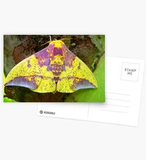 Imperial Moth (Eacles imperialis tucumana) - Pailon, Bolivia Postkarten