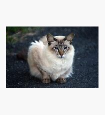 Sebastian Photographic Print