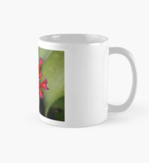 Taza Bromeliad with Ant