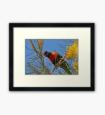rainbow lorikeet Framed Print