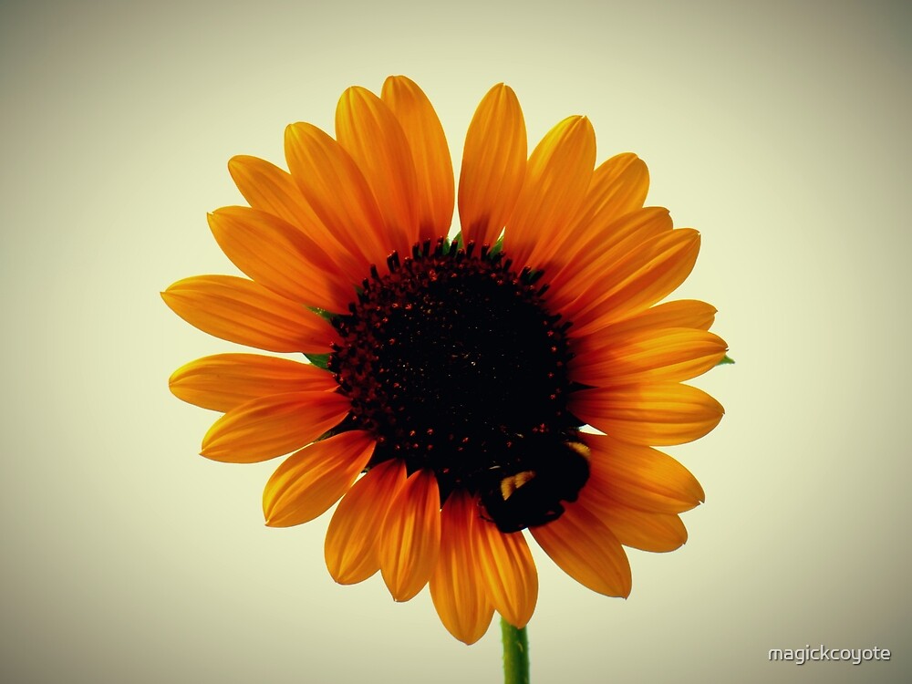 Bumble Bees Sunflower By Magickcoyote Redbubble