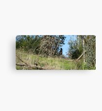 Untitled Canvas Print