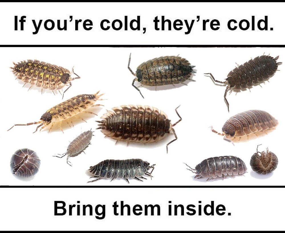 "If you're cold, they're cold Isopod Meme" by TMPS | Redbubble