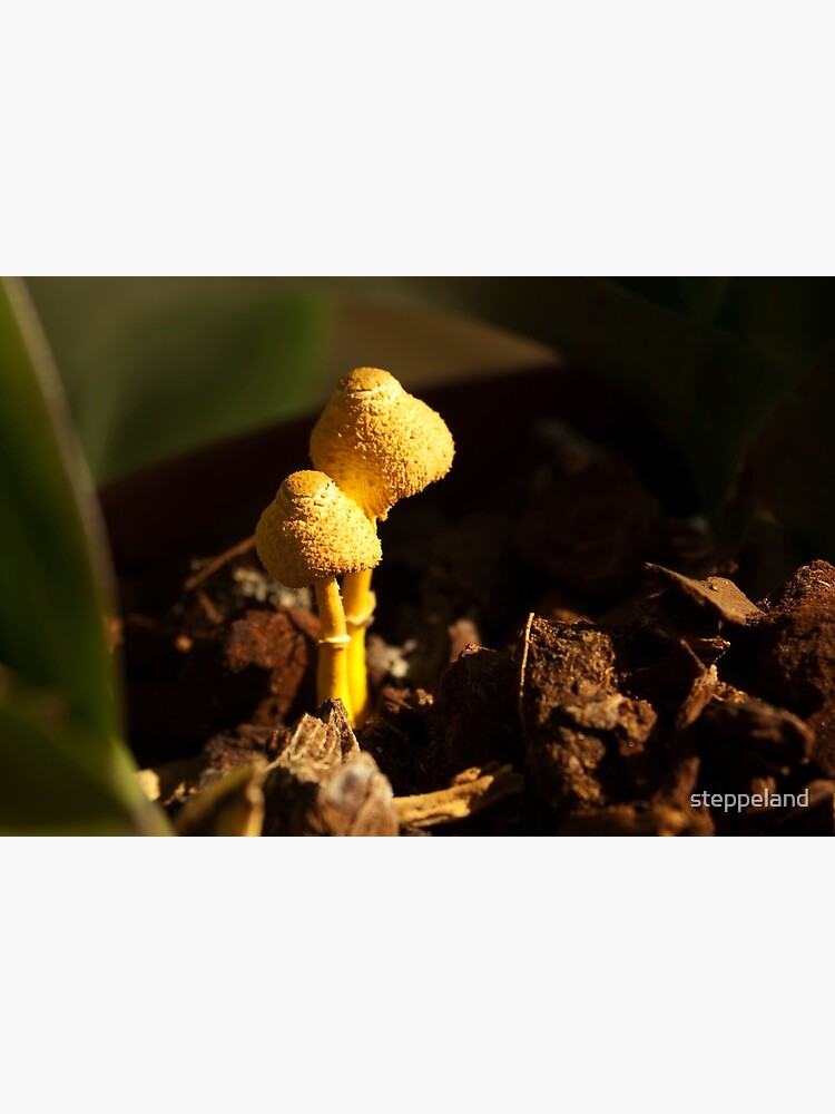 Two little aliens... by steppeland