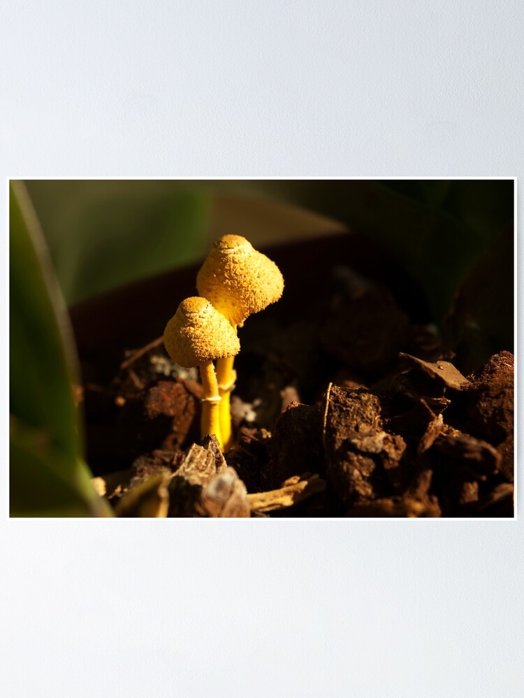 Alternate view of Two little aliens... Poster