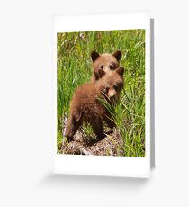 Black Bear Cubs Greeting Card