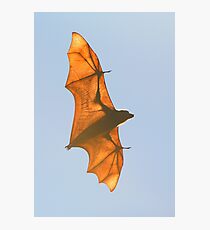 X-ray Fruit Bat Photographic Print