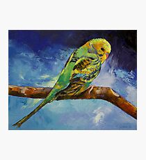 Wild Parakeet Photographic Print