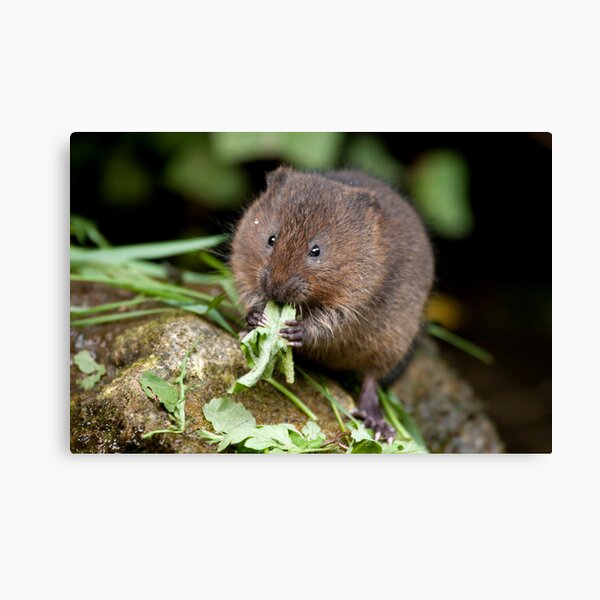 Water vole Canvas Print